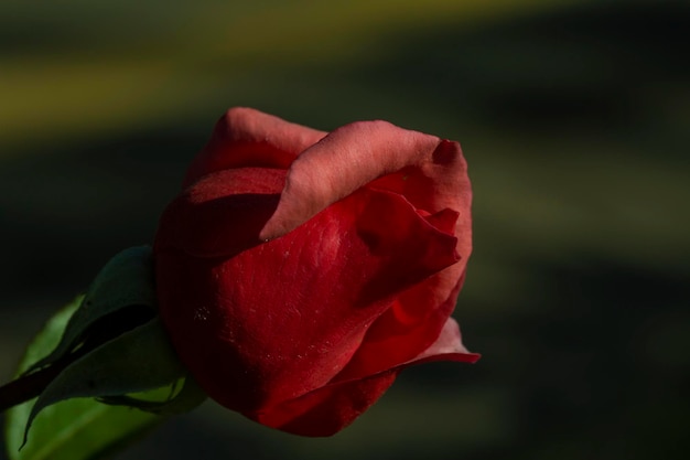 Broto de uma rosa vermelha