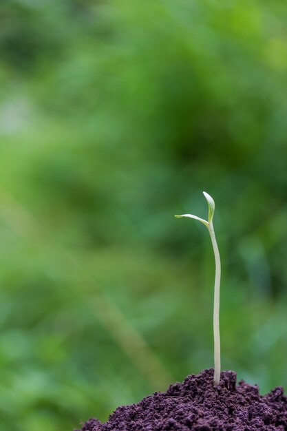 Foto broto jovem crescendo fora do chão, sobre um fundo verde natural