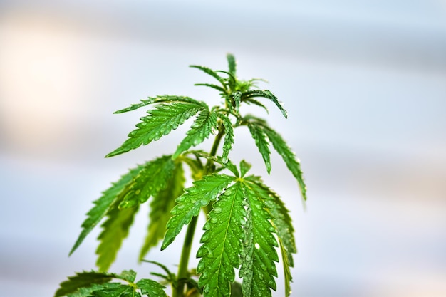 Foto broto jovem de cânhamo, maconha ou arbusto de plantas de cannabis em fundo natural