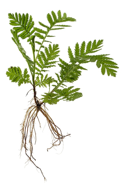 Foto broto jovem de tansy com raízes lat tanacetum vulgare isolado no fundo branco