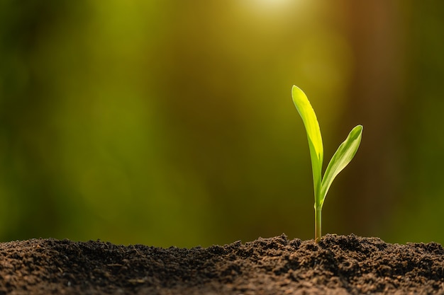 Broto verde da árvore de milho que cresce no solo com luz solar ao ar livre e verde borrão Conceito de agricultura, crescimento ou ambiente