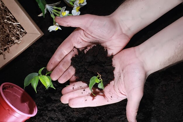 Broto verde no chão. Conceito de primavera. Mudas no chão. Atualizar a natureza é uma ideia. As mãos plantam um broto no solo.