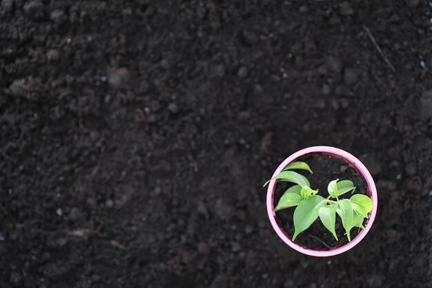 Broto verde no chão. conceito de primavera. mudas no chão. atualizar a natureza é uma ideia. as mãos plantam um broto no solo.