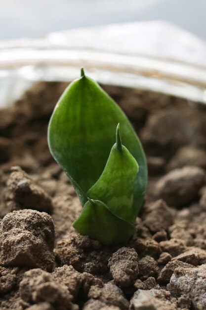 Broto verde pequeno de uma planta de casa em uma panela