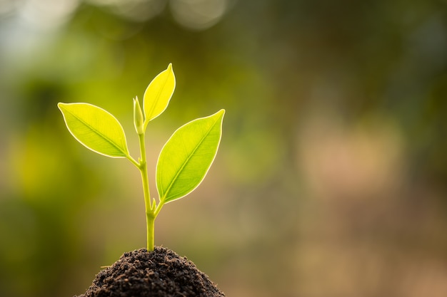 Broto verde que cresce no solo com luz solar exterior e borrão verde. Conceito de crescimento e meio ambiente