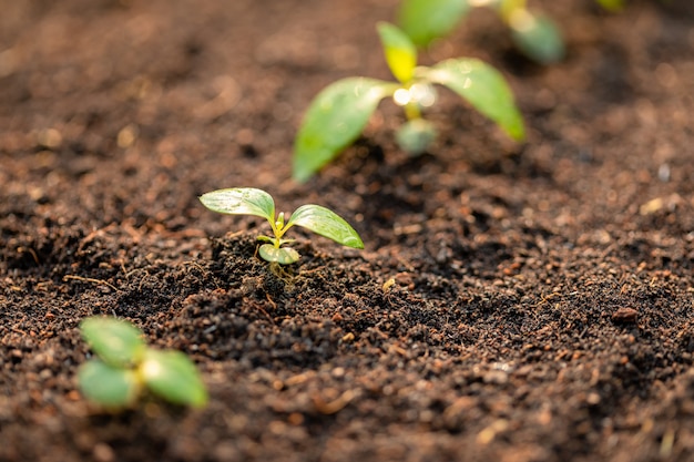 Foto broto verde que cresce no solo com luz solar exterior e fundo verde do borrão. conceito de crescimento e meio ambiente