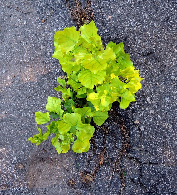 Brotos de árvores verdes crescendo através de asfalto rachado