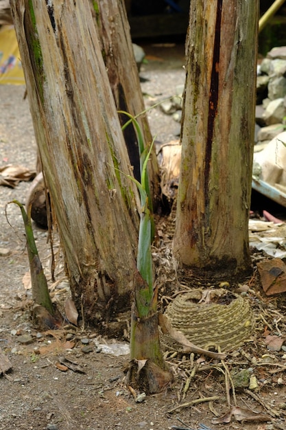 Brotos de bananeira crescendo ao lado de um tronco de bananeira.