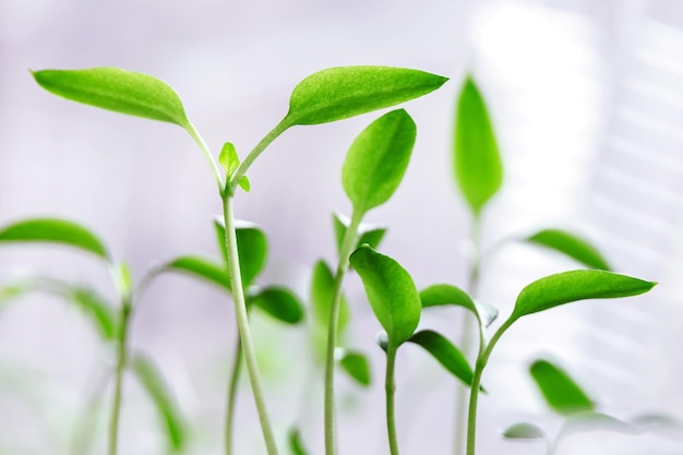 Brotos de berinjela verdes jovens cultivados em casa Cultivando vegetais em casa