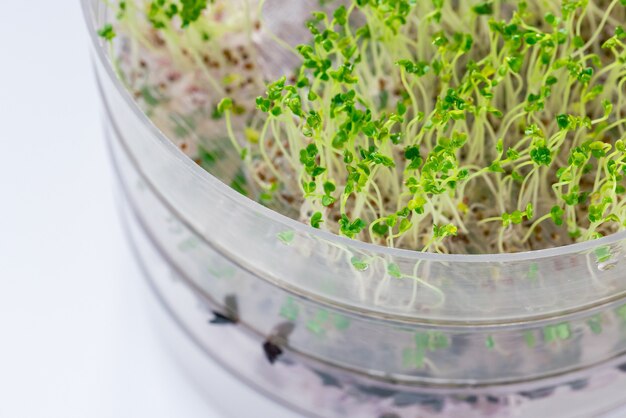 Brotos de brócolis verdes frescos em um sprouter transparente, fundo branco. comida saudável crua, vegana e vegetariana com conceito de vitaminas. close up, foco seletivo, espaço de cópia