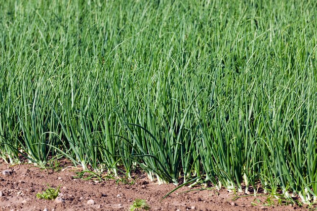 Brotos de cebola verde - brotos de cebolinha no campo agrícola, agricultura