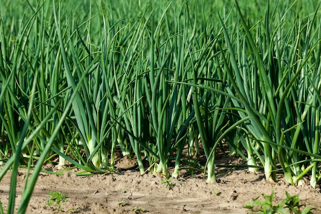 Brotos de cebola verde