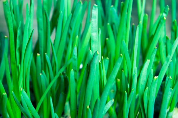 Brotos de cebola verde