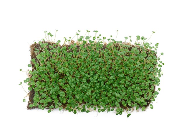 Brotos de chia com folhas verdes sobre fundo branco microgreen Aditivo para desintoxicação de saladas e bebidas