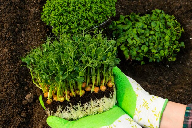 Brotos de ervilha microgreen em mãos femininas com luvas de jardinagem