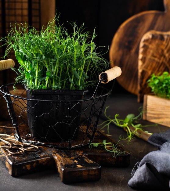 Brotos de ervilha microgreen na velha mesa de madeira estilo vintage. conceito de alimentação vegana e saudável. brotos em crescimento.