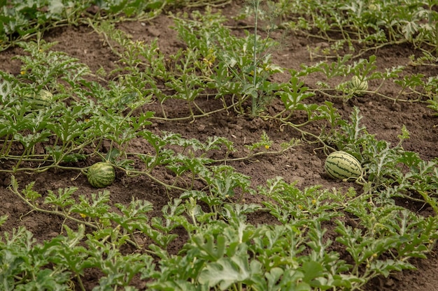 Brotos de melancia em campo aberto no campo da fazenda