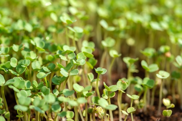 Brotos de microgreen brotos crus, conceito de alimentação saudável