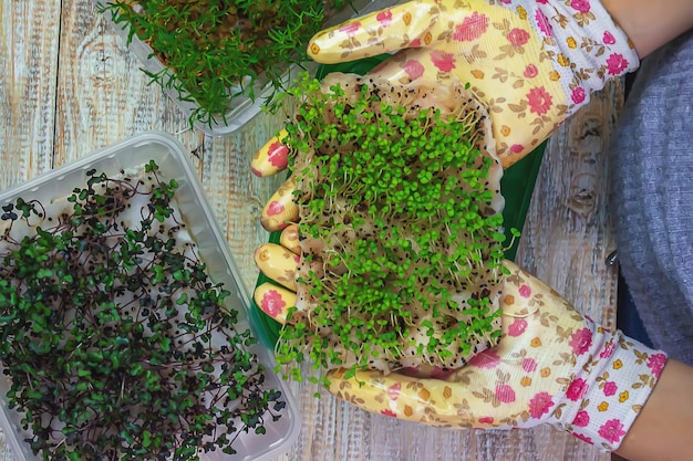 Brotos de microgreen nas mãos