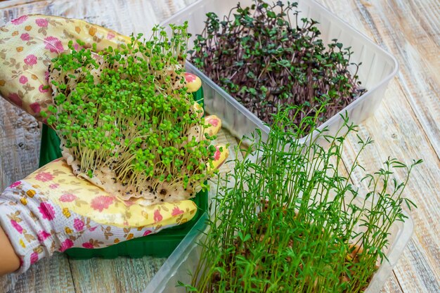 Brotos de microgreen nas mãos