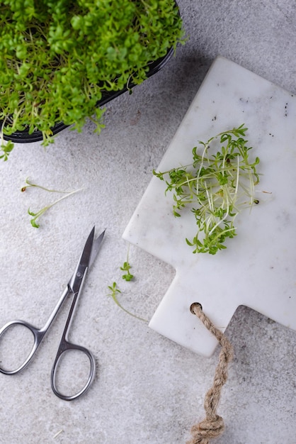 Brotos de Microgreens de salada de agrião