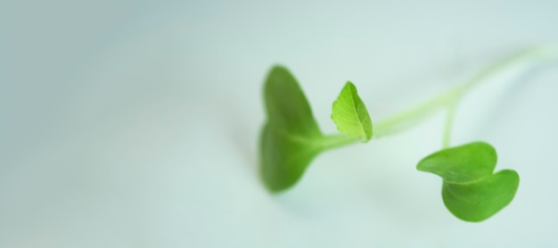 Brotos de microgreens isolados em fundo branco Micro greens de girassol veganos