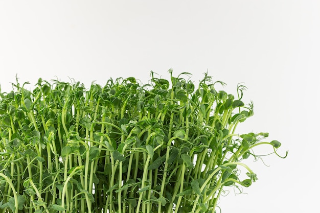 Brotos de microgreens isolados no fundo branco Brotos de microgreens veganos de girassol Crescendo sementes de girassol germinadas microgreens closeup banner de design minimalista