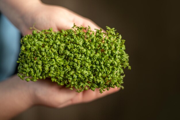 Brotos de microgreens nas mãos das crianças Brotos crus microgreens conceito de alimentação saudável