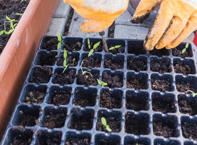 Brotos de primavera de novo começo