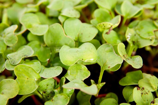 Brotos de rabanete jovem verde no jardim