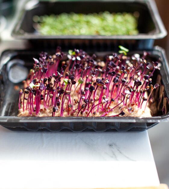 Brotos de rabanete microgreen roxo em uma bandeja ou recipiente