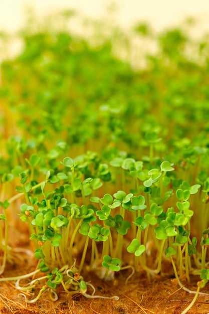 Brotos de rúcula de microgreens verticais em superalimento de substrato de coco