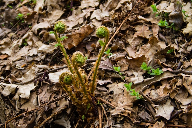 Brotos de samambaia na floresta