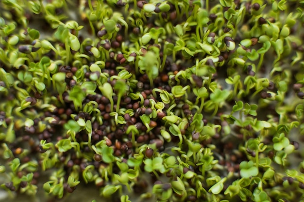 Brotos de sementes microgreen de brócolis