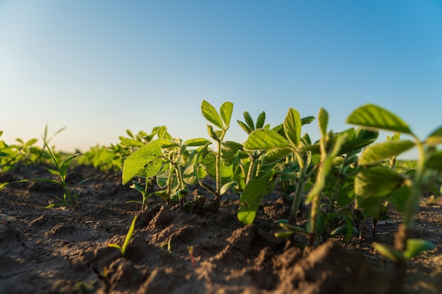 Brotos de soja crescem no campo Closeup de um broto de soja Agroindústria