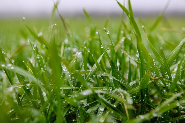 Brotos de trigo de inverno com pingos de chuva