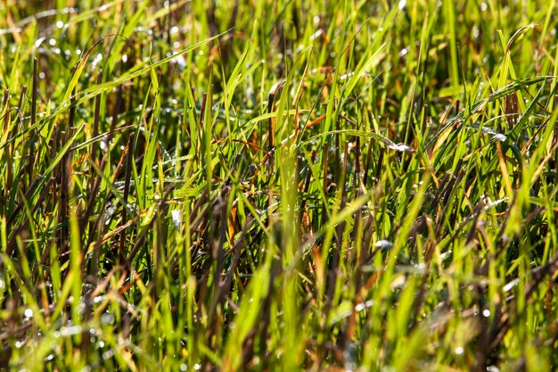 Foto brotos de trigo verde iluminados pela luz solar