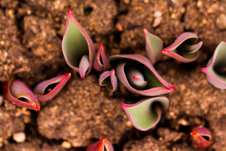 Foto brotos de tulipas abrindo caminho para a primavera.