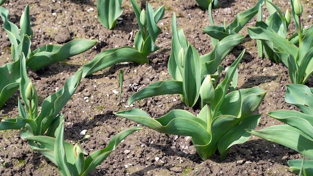 Brotos de tulipas no jardim, foco seletivo