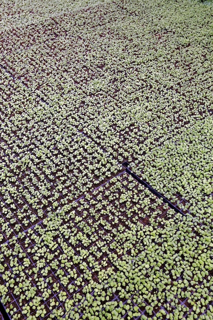 Brotos de vegetais em desenvolvimento por hidroponia