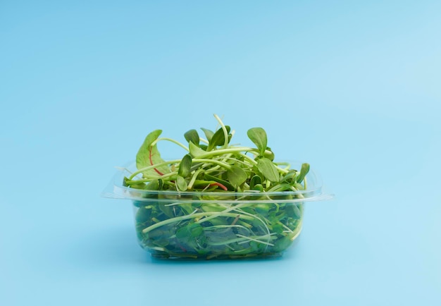Brotos e brotos de girassol em uma caixa de plástico em um fundo vazio isolam a salada verde microgreen