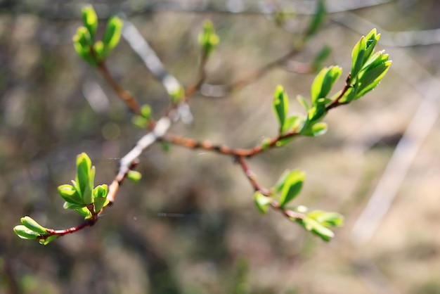 brotos e folhas em um fundo de primavera de galho de árvore