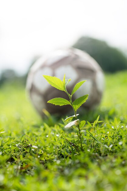 Brotos e pé bola na natureza grama verde