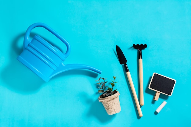 Brotos em um pote regador e ferramentas de jardim em um fundo azul conceito de jardinagem em casa