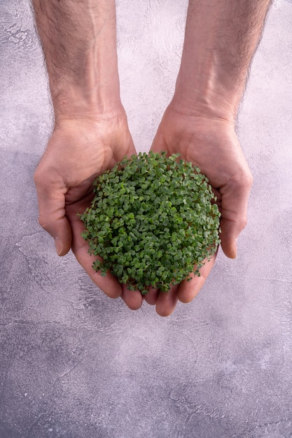 Foto brotos frescos de microgreen na mão masculina