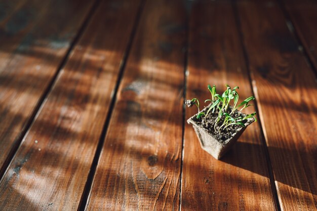 Brotos frescos, planta em vaso biodegradável. Jardinagem ecológica em casa