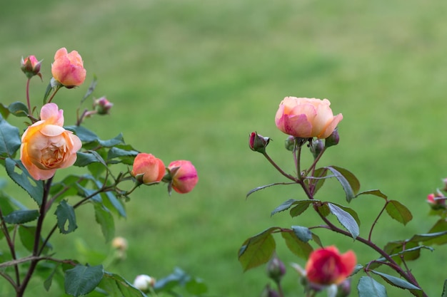 Brotos graciosos de rosas com botões no fundo do jardim verde