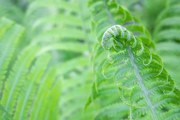 Brotos jovens bonitos decorre espiral de folhas de samambaia em fundo natural