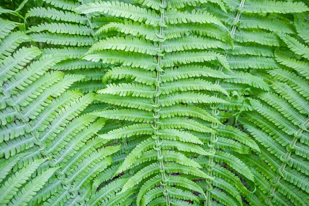 Brotos jovens bonitos decorre espiral de folhas de samambaia em fundo natural