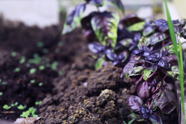 Brotos jovens de mudas na horta Verdura em uma estufa Ervas frescas na primavera nas camas